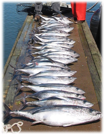 Reel Steel Sport Fishing, Eureka, Humboldt County, California